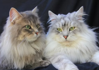 Are Siberians Truly Hypoallergenic?